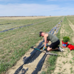 Summer student on hands and knees planting tree into ground