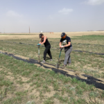 Two summer students using shovels to plant trees into ground