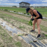 Summer student placing tree seedlings into row