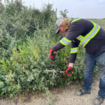 Summer student using clippers to trim bush on recreational trail