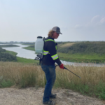 Summer student spraying weeds on recreational trail using backpack sprayer